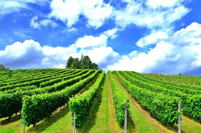 Japanese Wines Gaining High Acclaim Worldwide