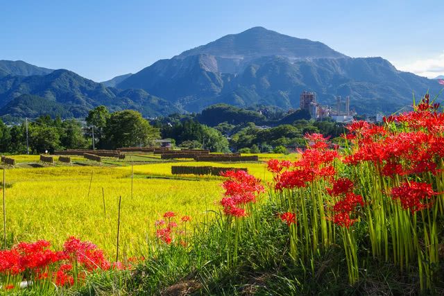 Kinchakuda Manjushage Park: Japan's Ultimate Spot for Higanbana Red Spider Lilies With a Stunning 5 Million Flowers!