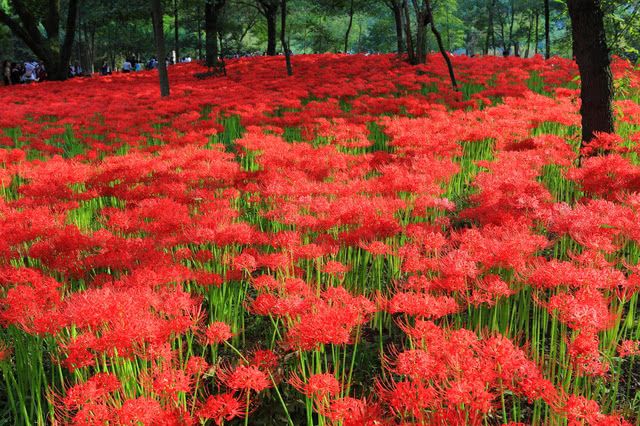 Kinchakuda Manjushage Park: Japan's Ultimate Spot for Higanbana With a Stunning 5 Million Flowers!