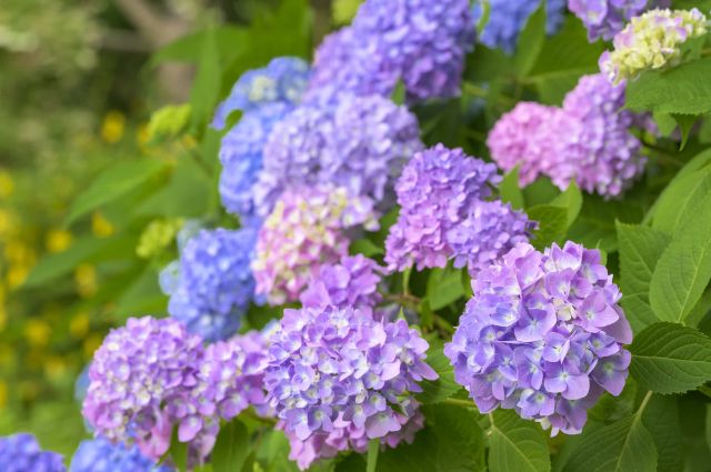 Rokko Blue Hydrangeas: The Stars of Kobe's Rainy Season!