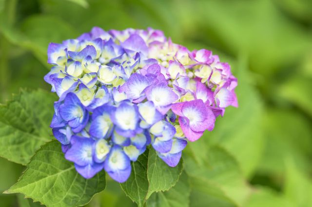 What Kind of Plant Is the Hydrangea?