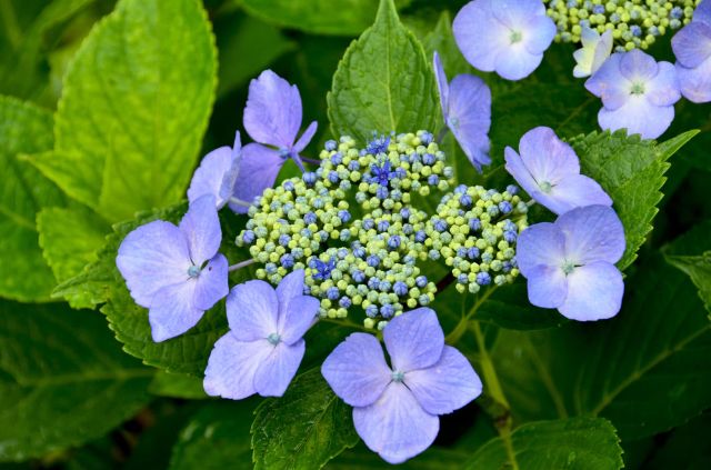 Rokko Blue Hydrangeas: The Stars of Kobe's Rainy Season!