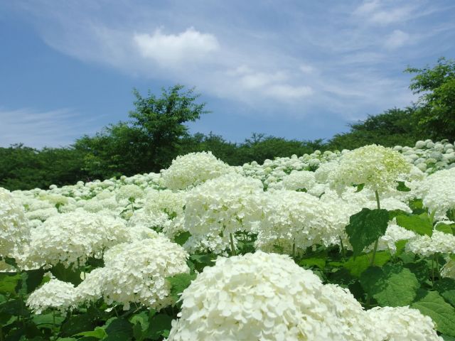 Rokko Blue Hydrangeas: The Stars of Kobe's Rainy Season!