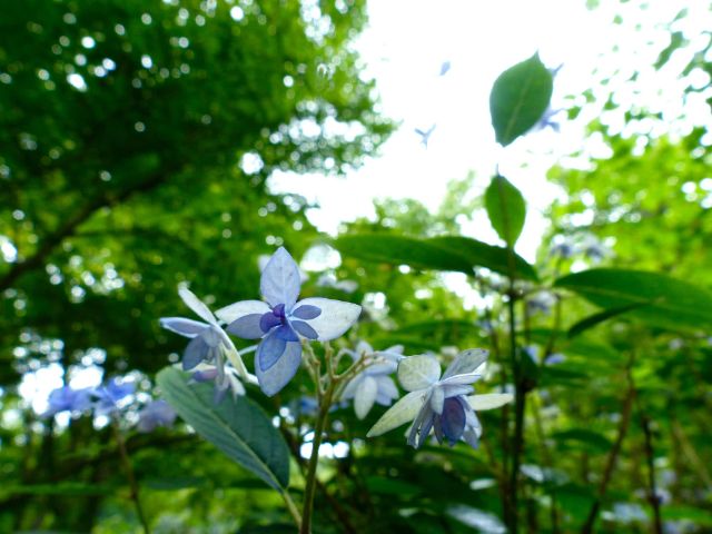 Rokko Blue Hydrangeas: The Stars of Kobe's Rainy Season!