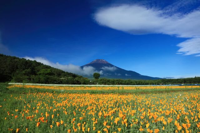 Behold Stunning Scenery as Far as the Eye Can See! Best Spots for Flower Viewing in the Summer