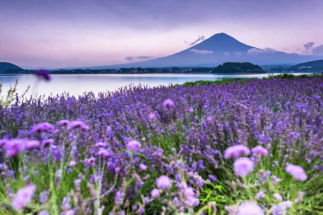 Packed With Picturesque Views! The Road Trip-Friendly Yamanashi Prefecture's Must-Visit Summer Flower Spots