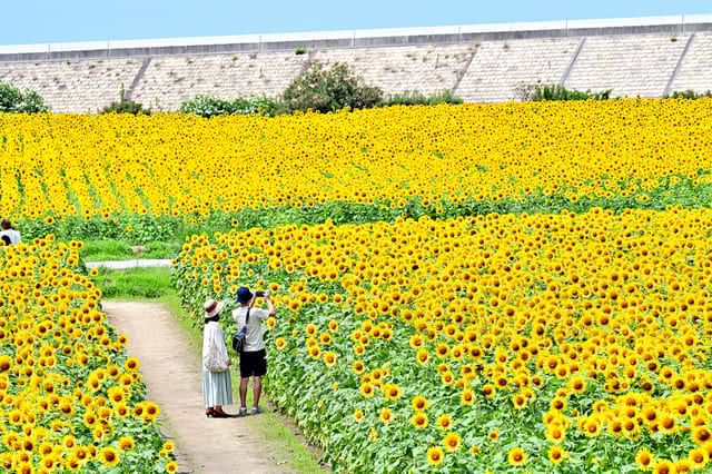 Sunflower Wonderland: Kyushu's Top Sunflower Fields