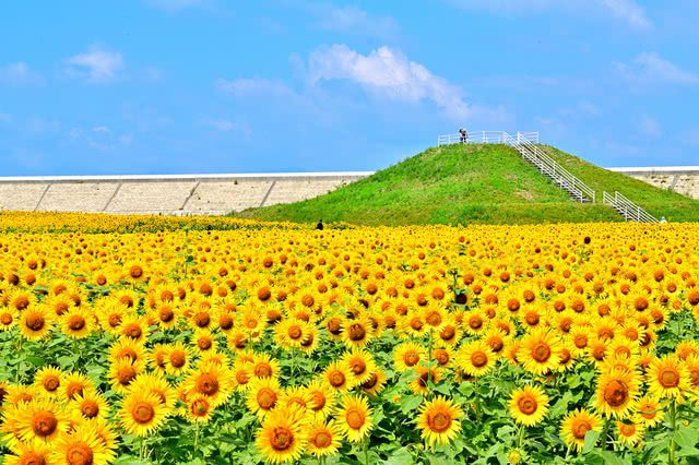 Yanagawa Sunflower Garden (Fukuoka)