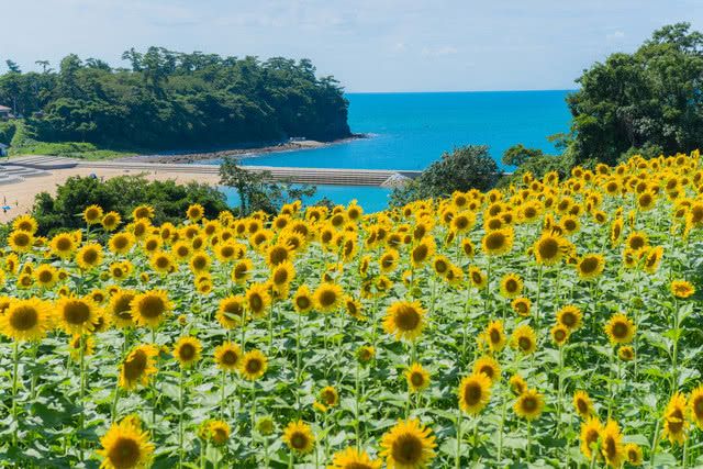 Sunflower Field at Nagasakibana