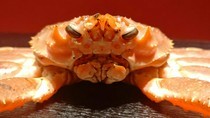 Osakanadokoro Sakurachaya_	Tagged live Snow Crab Course (from November 10th to the end of February)