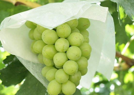 Muscat grapes