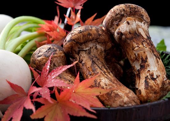 Matsutake mushroom